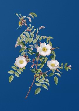 Blooming Reddish Rosebush