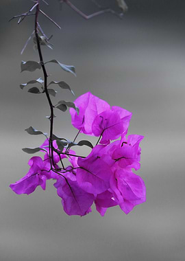 Bougainvillea 3783 CK