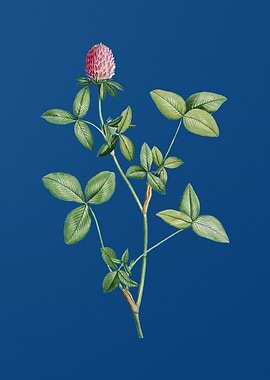 Blooming Pink Clover
