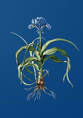 Iris Scorpiodes on Blue