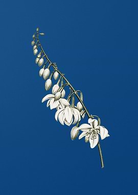 Giant Cabuya on Blue