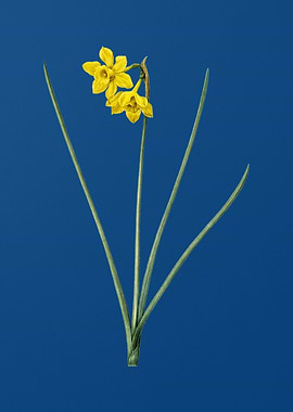 Narcissus Odorus