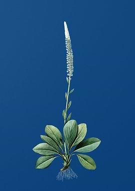 Blazing Star in Blue