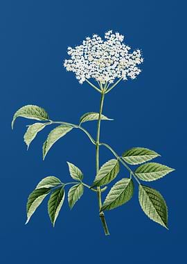 Blooming Elderflower Tree