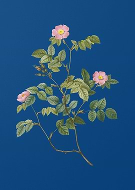 Blooming Sweetbriar Rose