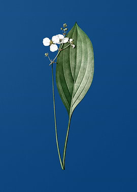 Bulltongue Arrowhead