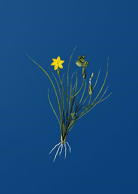 Golden Blue eyed Grass