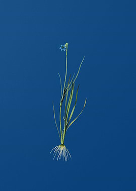 Narrow Blue eyed grass