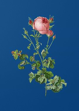 Celery Leaved Cabbage Rose