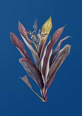 Cordyline Fruticosa