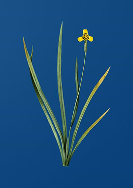 Iris Martinicensis on Blue