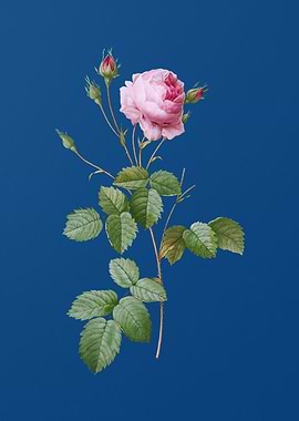 Blooming Provence Rose