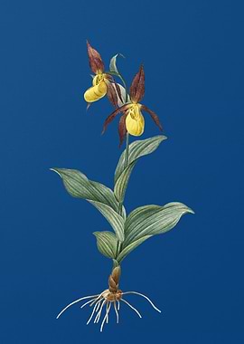 Ladys Slipper Orchid