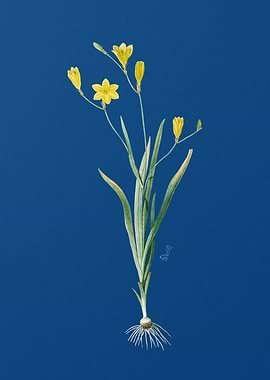 Ixia Bulbifera on Blue