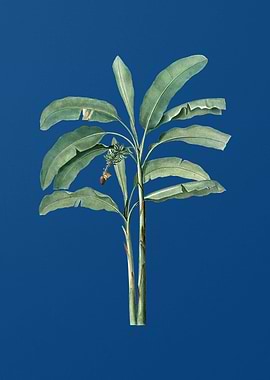 Banana Tree Classic Blue