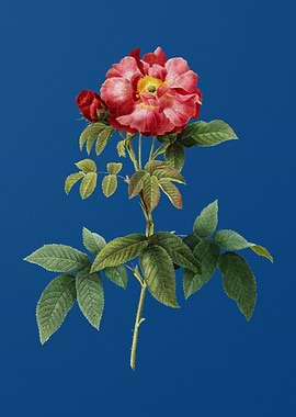 Blooming Provins Rose