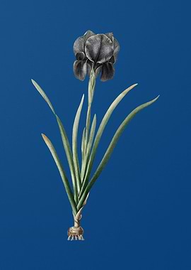 Mourning Iris on Blue