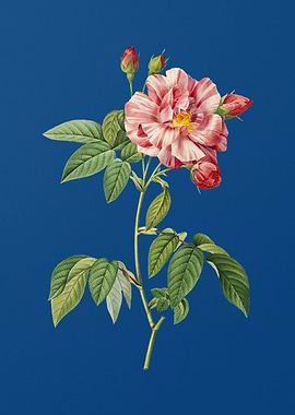 Rosa Versicolor on Blue