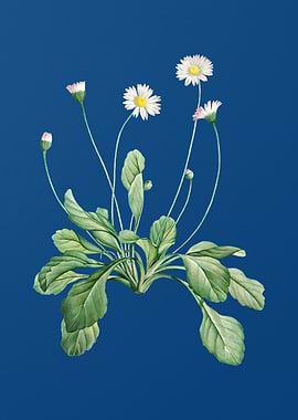 Blooming Daisy Flowers