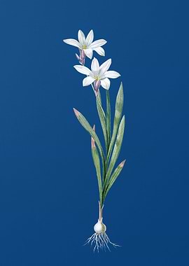 Ixia Liliago on Blue