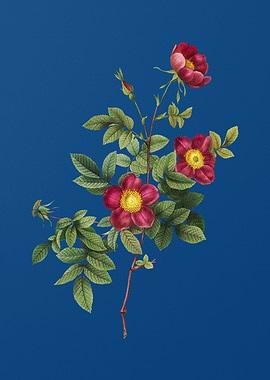 Blooming Alpine Rose