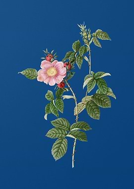 Big Flowered Dog Rose