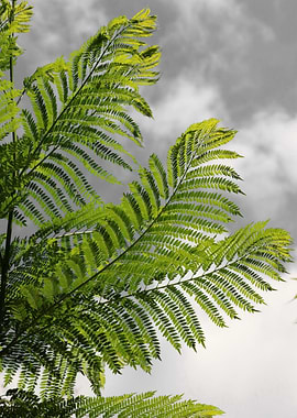 Farn in Africa green 3901