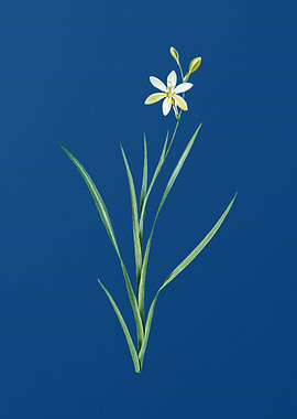 Ixia Anemonae Flora