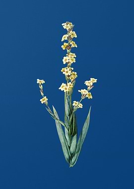 Pale Yellow Eyed Grass