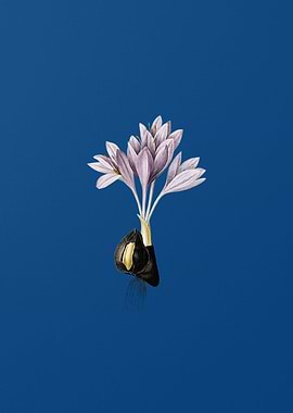 Vintage Autumn Crocus