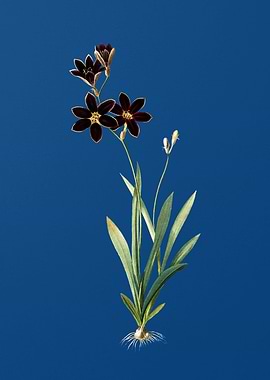 Ixia Grandiflora on Blue