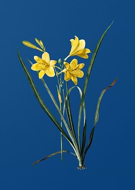 Vintage Daylily on Blue