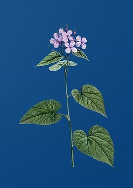 Morning Glory Flower