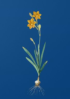 Coppertips on Classic Blue