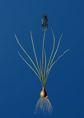Grape Hyacinth on Blue