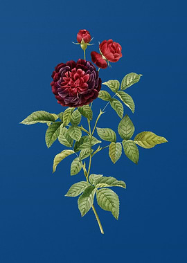 One Hundred Leaved Rose