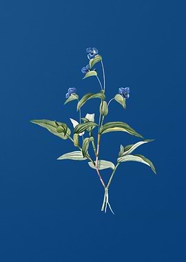 Vintage Blue Spiderwort