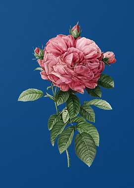 Giant French Rose on Blue
