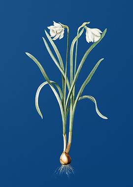 Narcissus Candidissimus