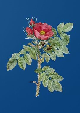 Kamtschatka Rose on Blue