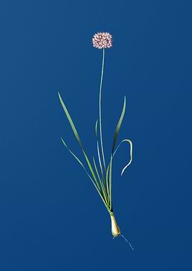 Mouse Garlic on Blue