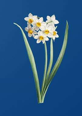 Narcissus Easter Flower