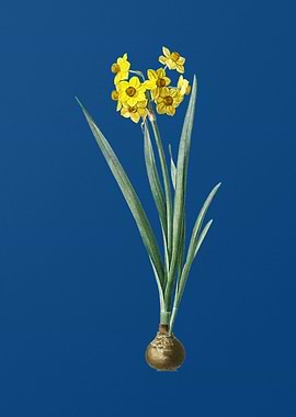Vintage Daffodil on Blue
