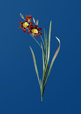 Ixia Tricolor on Blue