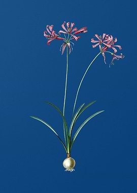 Nerine on Classic Blue