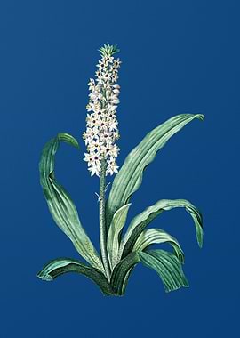 Eucomis Punctata on Blue