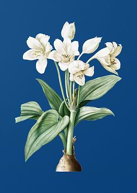 Crinum Giganteum on Blue