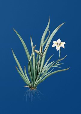 Fortnight Lily on Blue