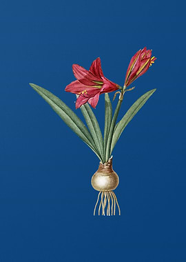 Hippeastrum on Blue