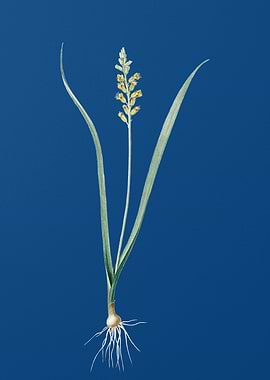 Lachenalia Pallida on Blue